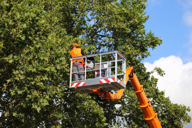 Tree Health Inspection